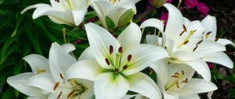 Lily flowers