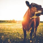 Способы снятия порчи и сглаза с коровы