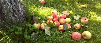 Всё о Яблочном Спасе в 2022 году: как и когда празднуют